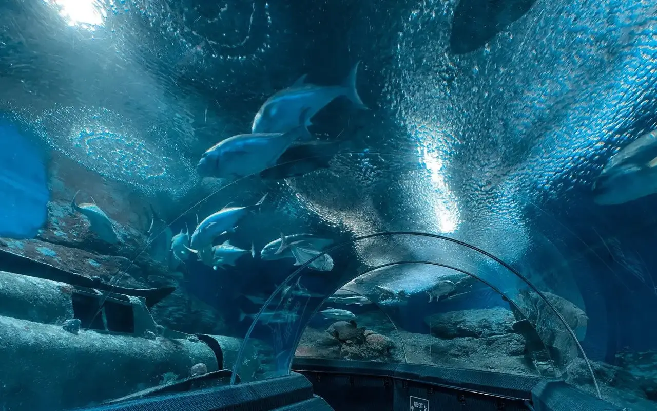 زیبایی های دنیای زیر آب پاتایا